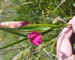 Grass Vetchling (<i>Lathyrus nissolia</i>)