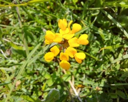 Horseshoe Vetch (<i> Hippocrepsis comosa</i>)