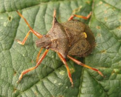 Spiked Shieldbug (<i>Picromerus bidens</i>)