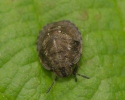 Tortoise Shieldbug (<i>Eurygaster testudinaria</i>)