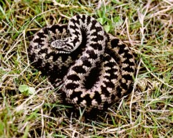 Adder (<i>Vipera berus</i>)