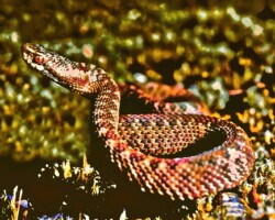 Adder (<i>Vipera berus</i>)
