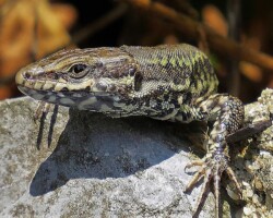 Wall Lizard (<i>Podarcis muralis</i>)