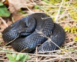 Melanistic Adder (<i>Vipera berus</i>)