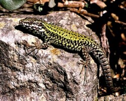 Male Wall Lizard (<i>Podarcis muralis<i>)