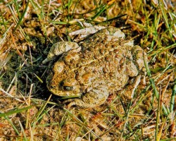 Natterjack Toad (<i>Epidalea calamita<i>)