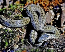 Smooth Snake (<i>Coronella austriaca<i>)